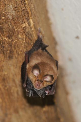 Petit rhinolophe, crédit photo L. JOUVE