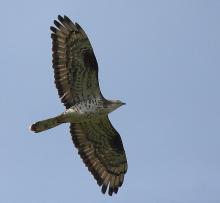 Bondrée apivore. Auteur : Antje Gortler
