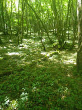 Chênaie-frênaie. Source : Biotope