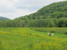 Prairie. Auteur : Guillaume Doucet - CENB